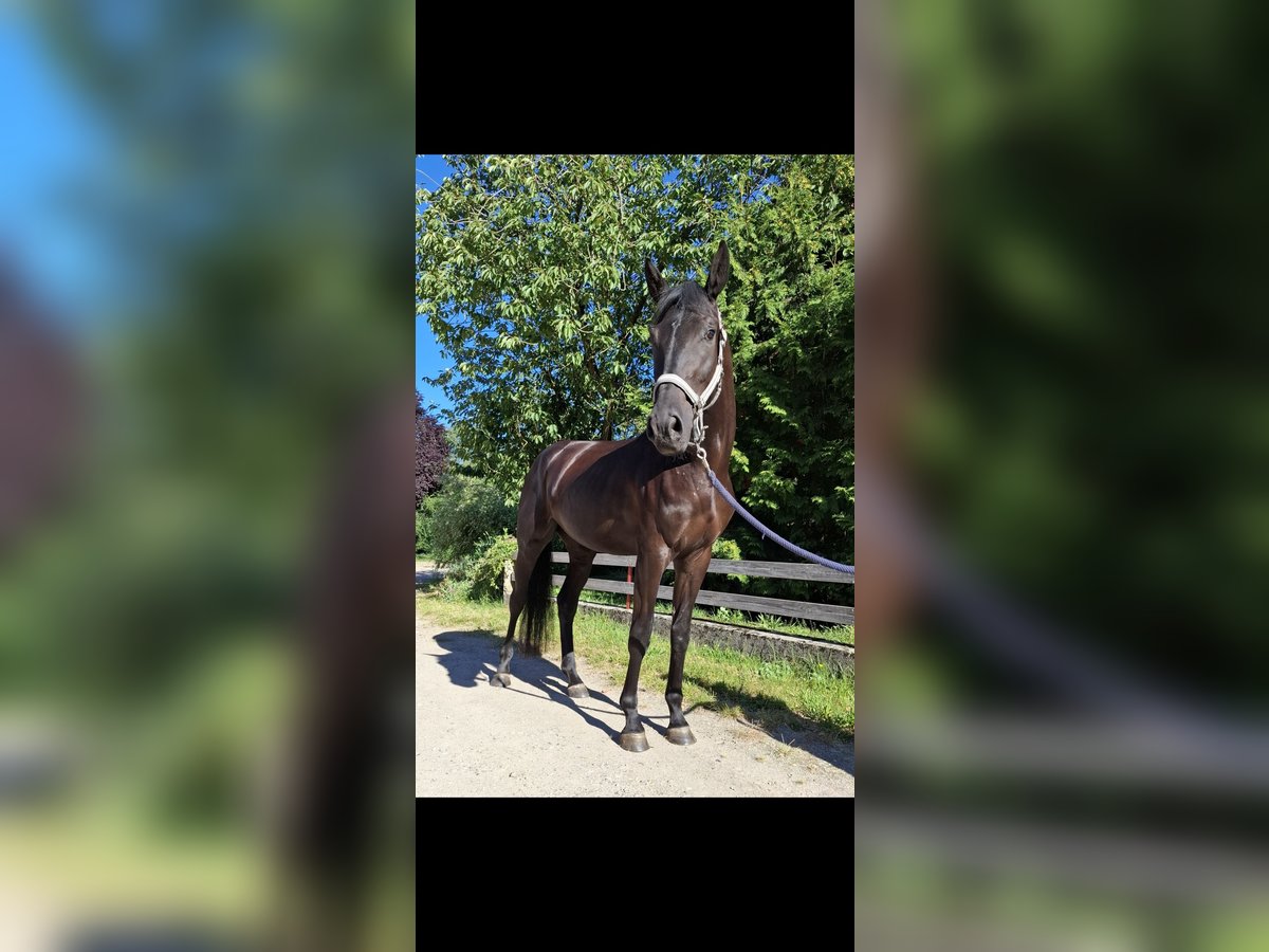 Hannoveraner Stute 3 Jahre 168 cm Rappe in Uelzen Hannoveraner Stute 3 Jahre 168 cm Rappe in Uelzen