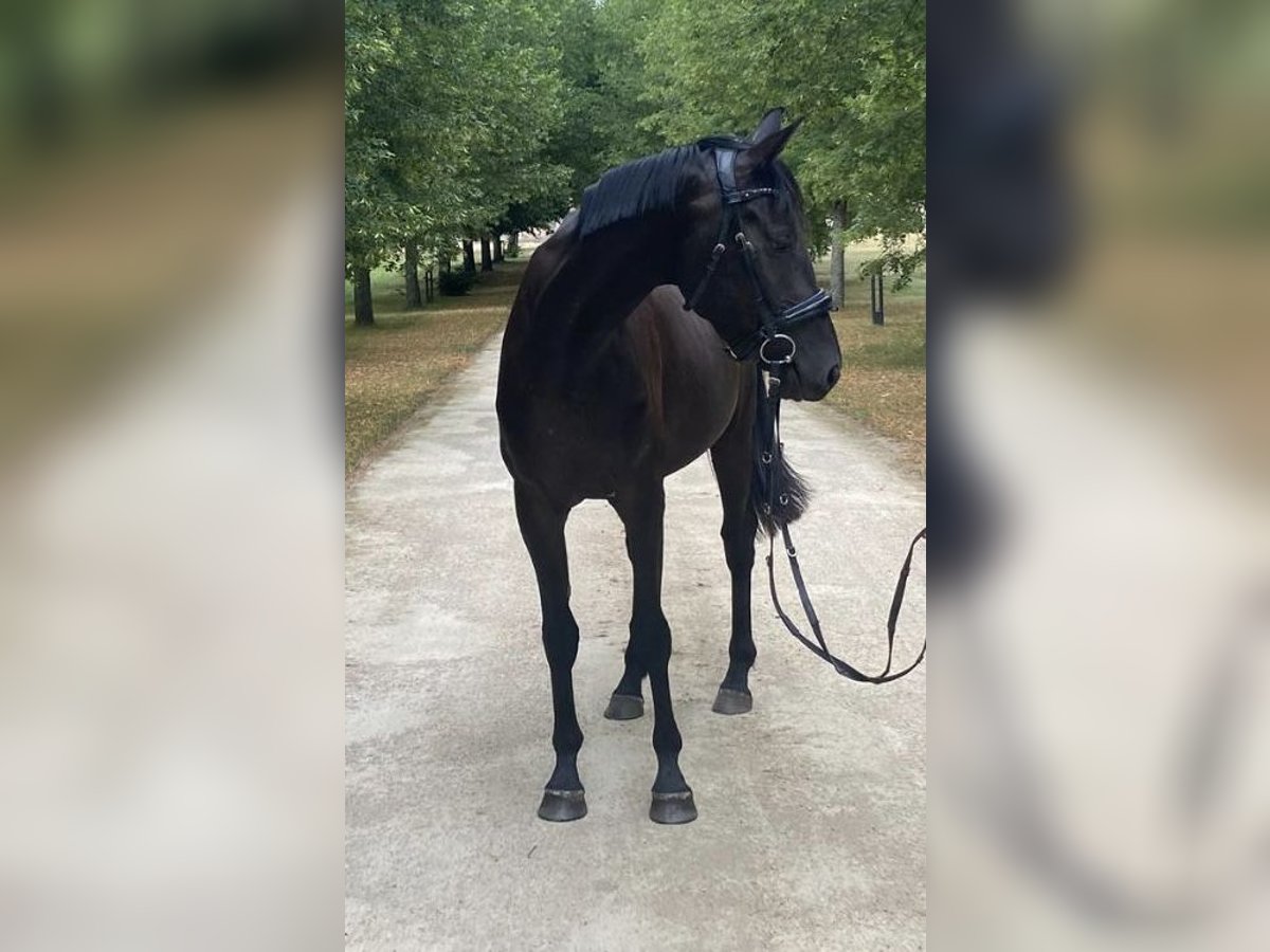 Hannoveraner Stute 3 Jahre 169 cm Dunkelbrauner in Rheinsberg