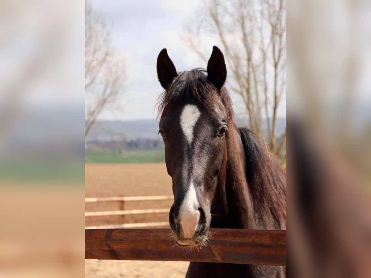 Hannoveraner Stute 3 Jahre 169 cm Rappe in Vechta