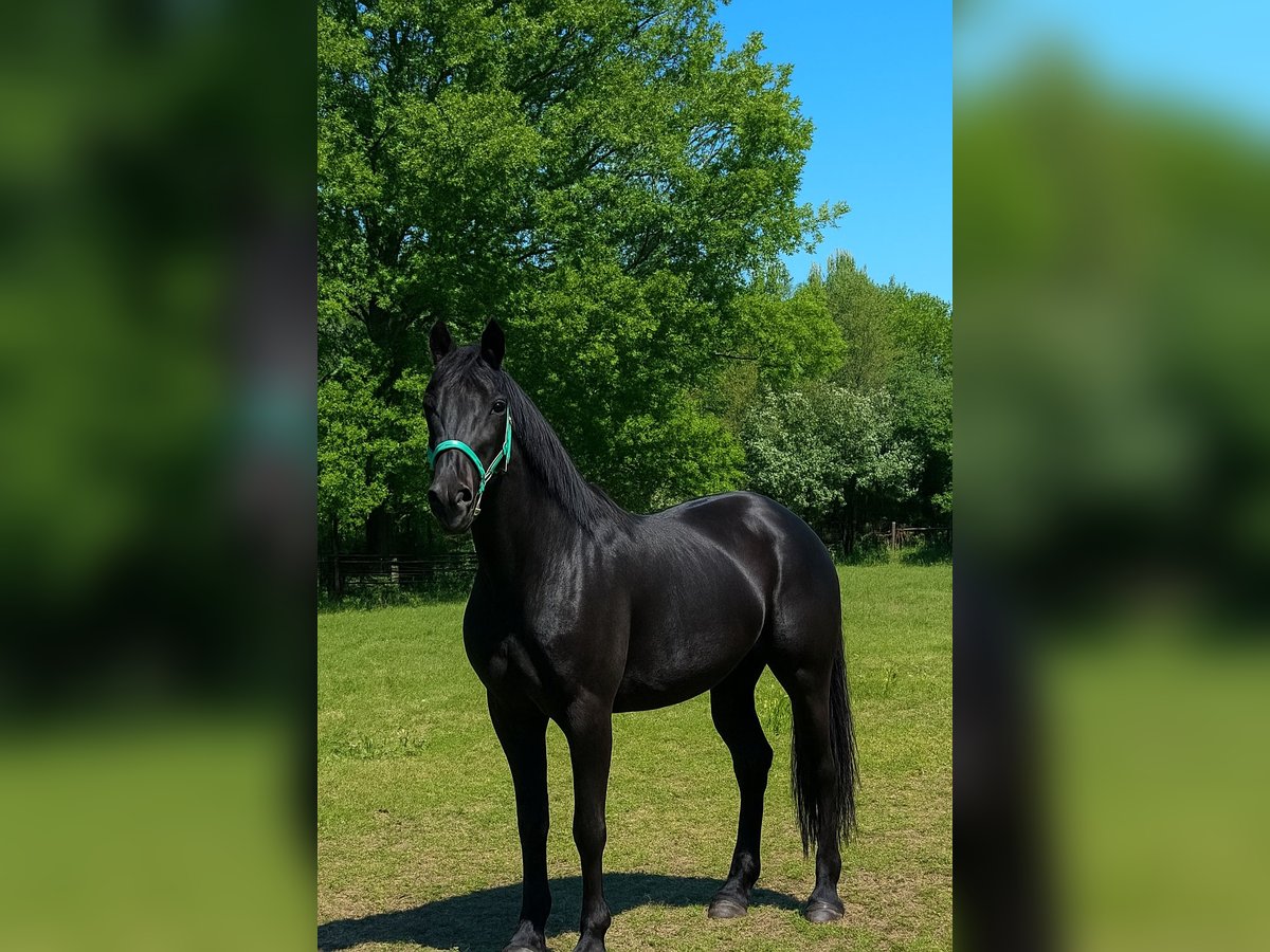 Hannoveraner Stute 3 Jahre 169 cm Rappe in Norderstedt