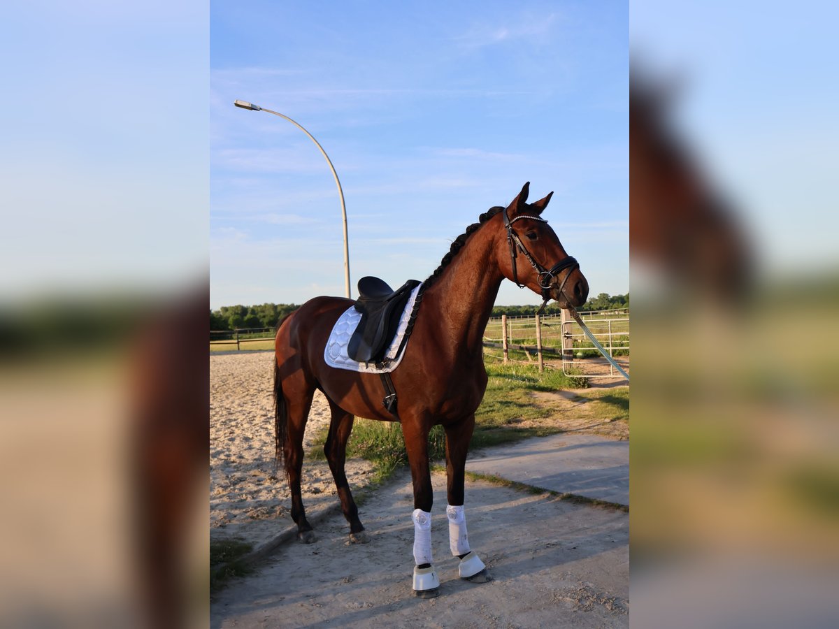 Hannoveraner Stute 3 Jahre 170 cm Brauner in Mönchengladbach