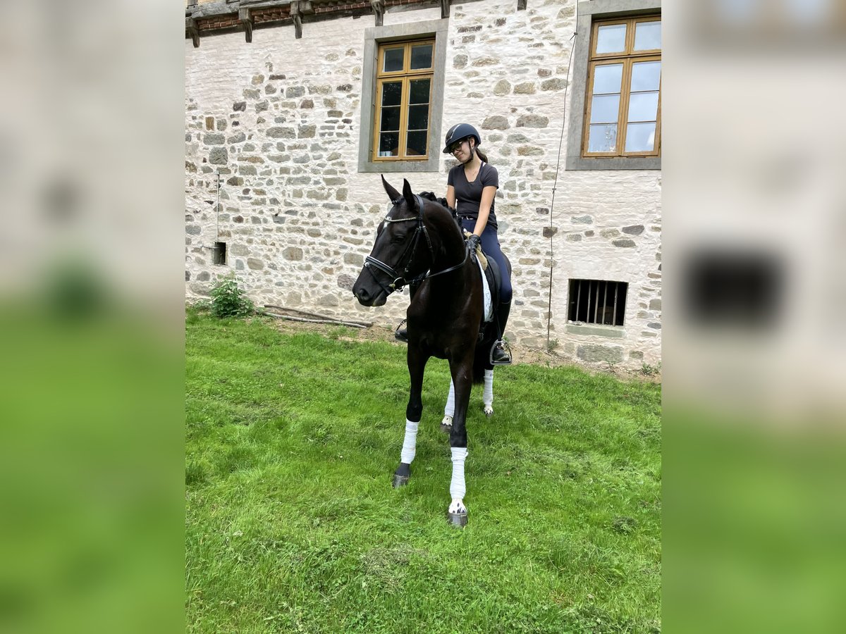 Hannoveraner Stute 3 Jahre 170 cm Rappe in Landesbergen