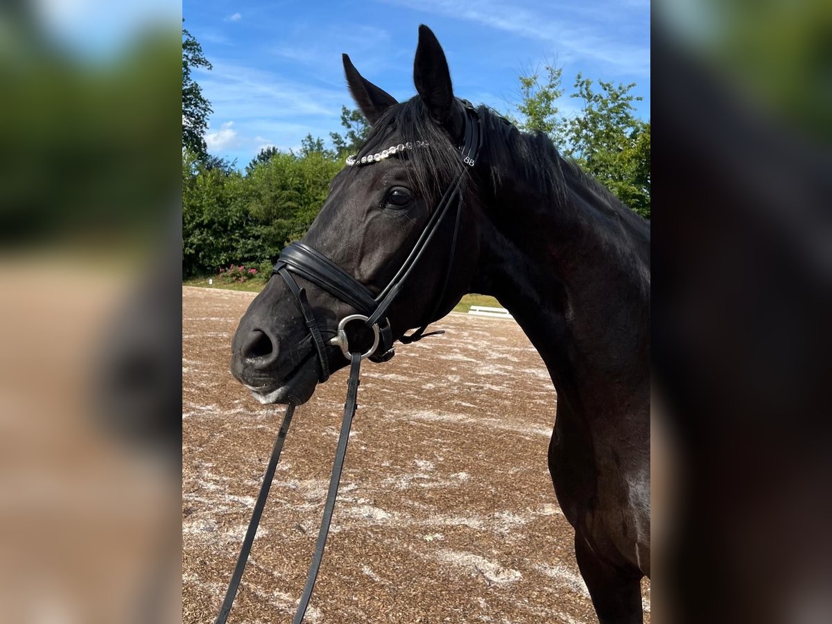Hannoveraner Stute 3 Jahre 171 cm Rappe in R&#xF6;mstedt