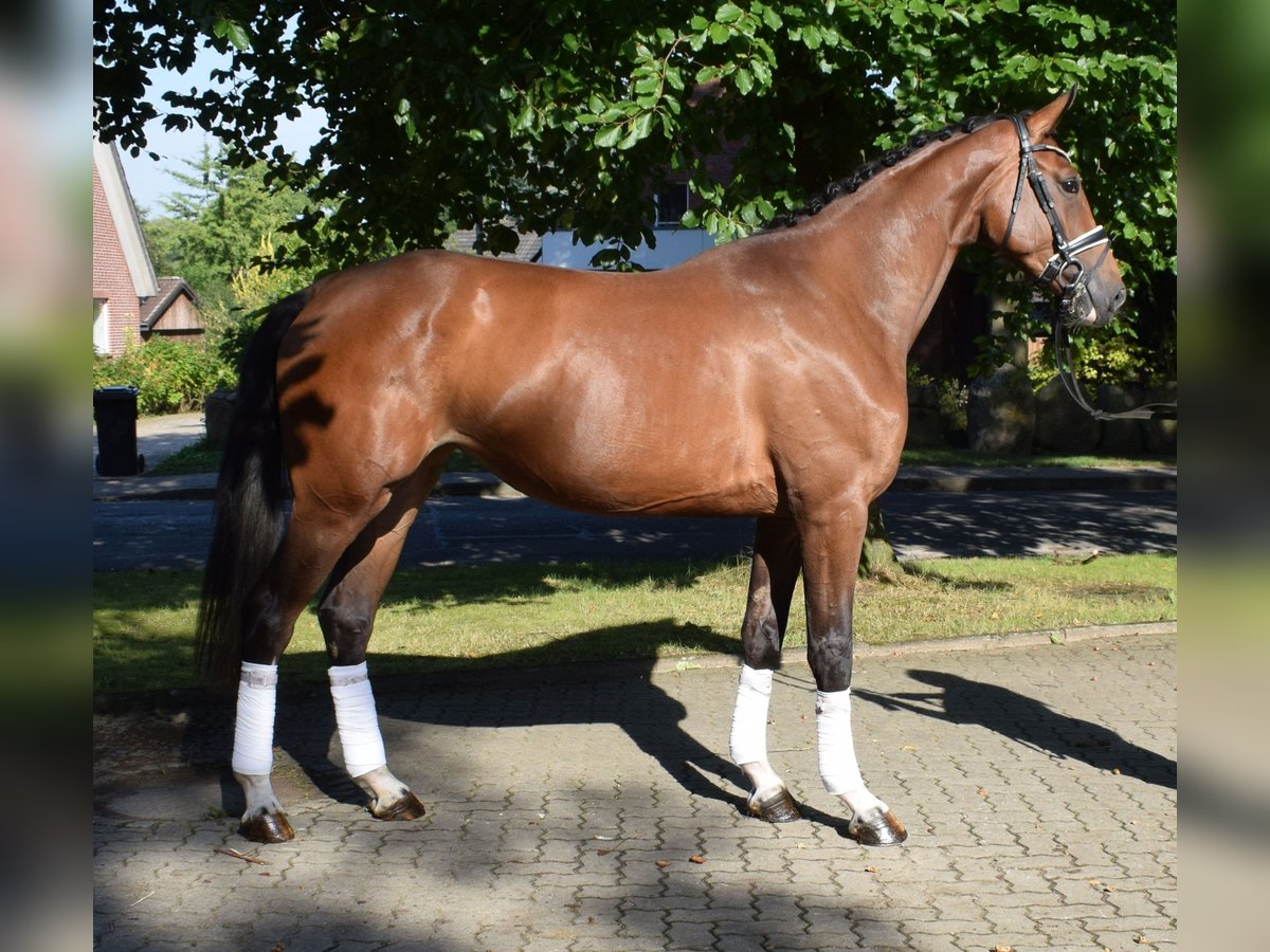 Hannoveraner Stute 3 Jahre 172 cm Brauner in Fredenbeck