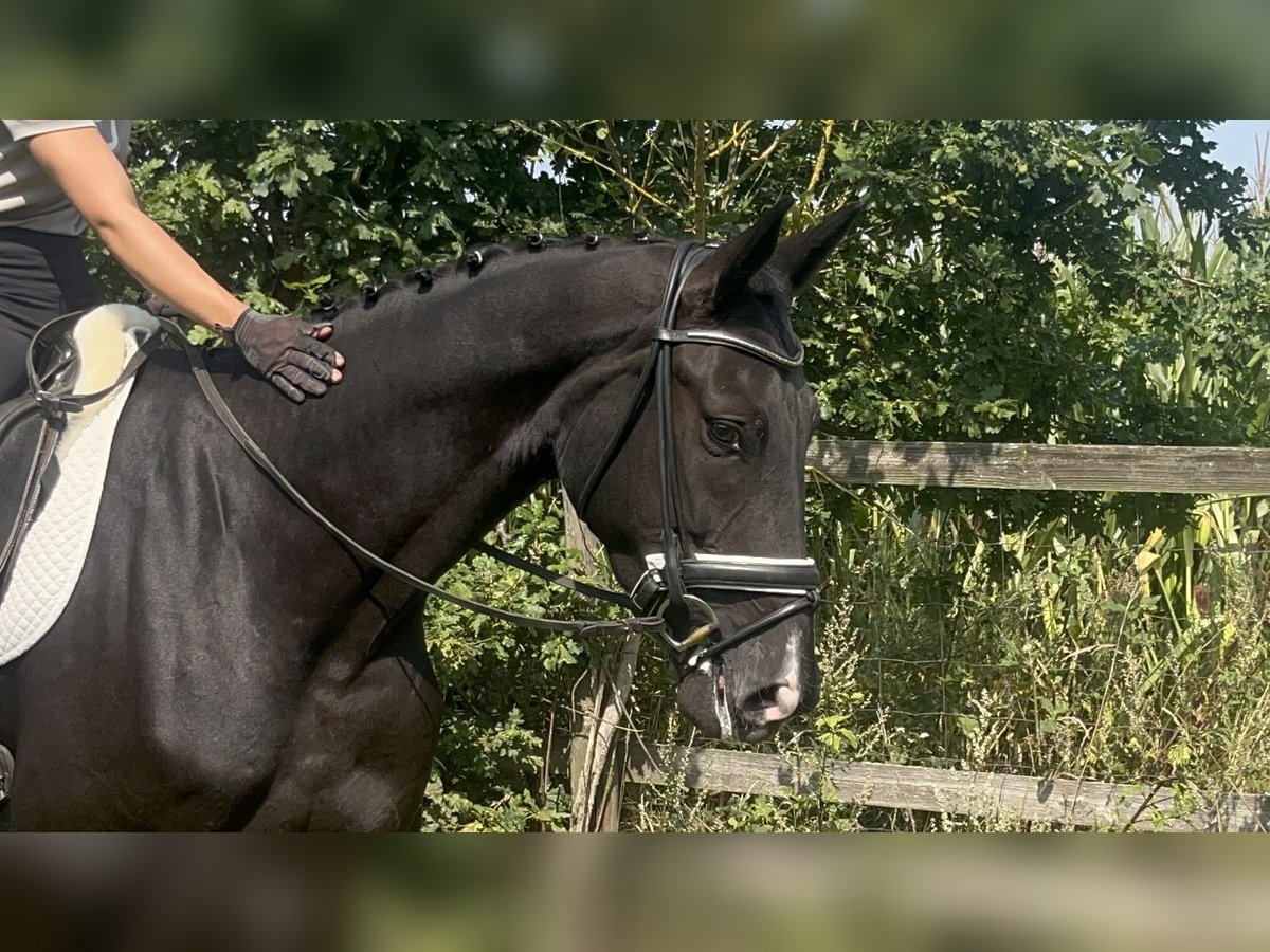 Hannoveraner Stute 3 Jahre 172 cm Rappe in Edemissen