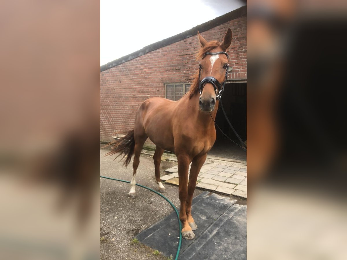 Hannoveraner Stute 3 Jahre 173 cm Fuchs in Straelen