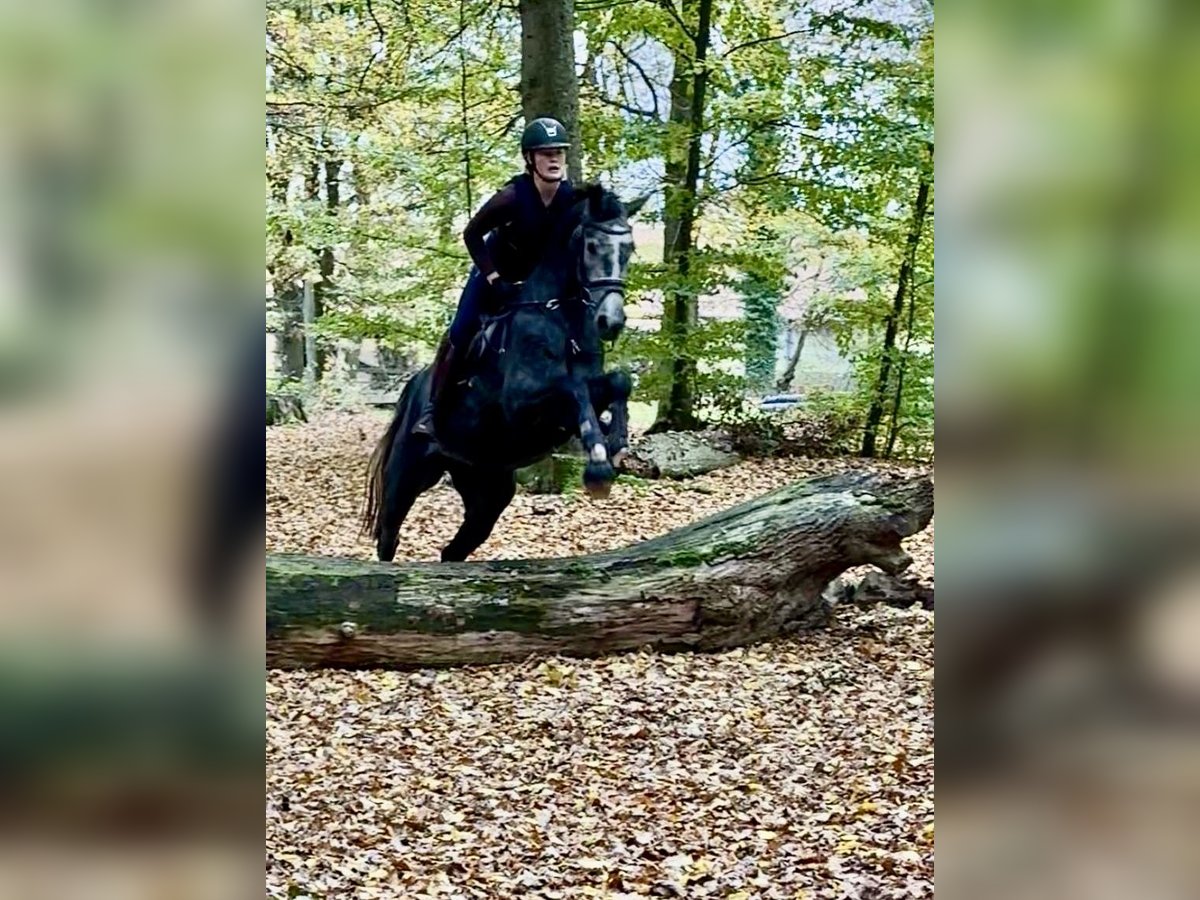 Hannoveraner Stute 3 Jahre 173 cm Schimmel in Rosdorf