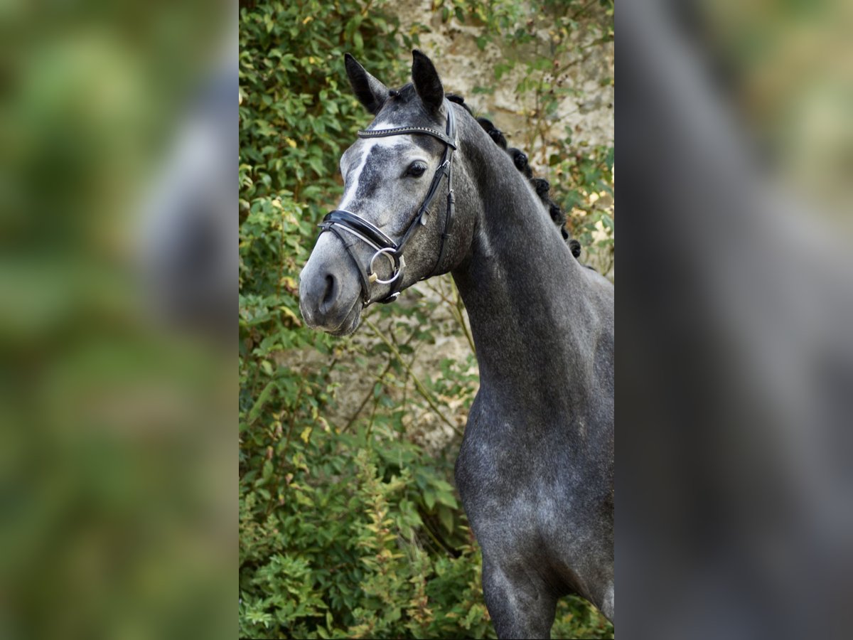 Hannoveraner Stute 3 Jahre 173 cm Schimmel in Rosdorf Hannoveraner Stute 3 Jahre 173 cm Schimmel in Rosdorf