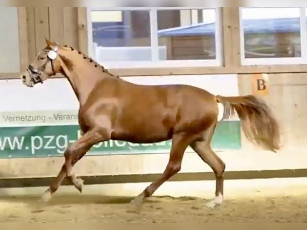 Hannoveraner Stute 4 Jahre 158 cm Fuchs in Weil