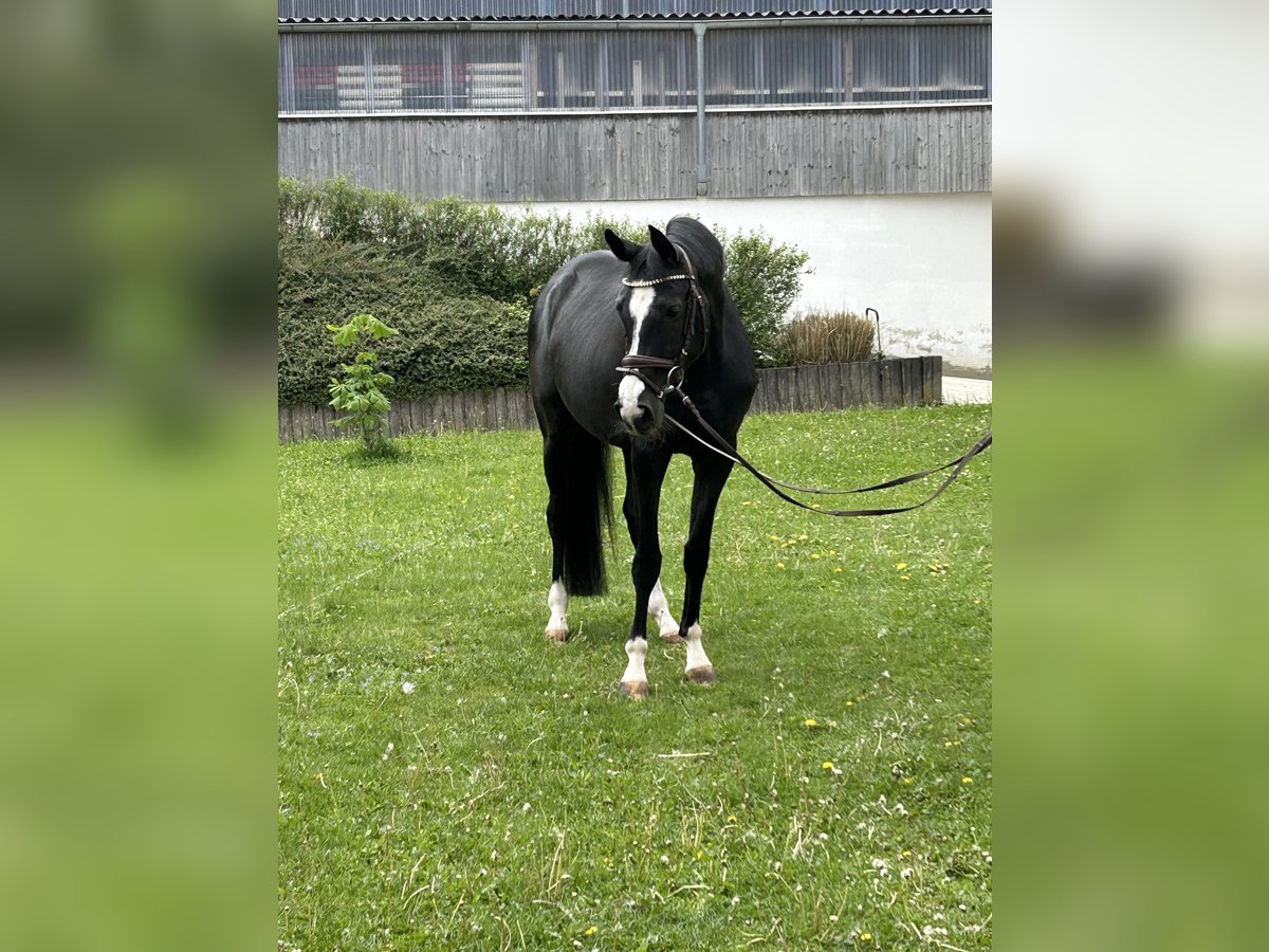Hannoveraner Stute 4 Jahre 160 cm Rappe in Ried
