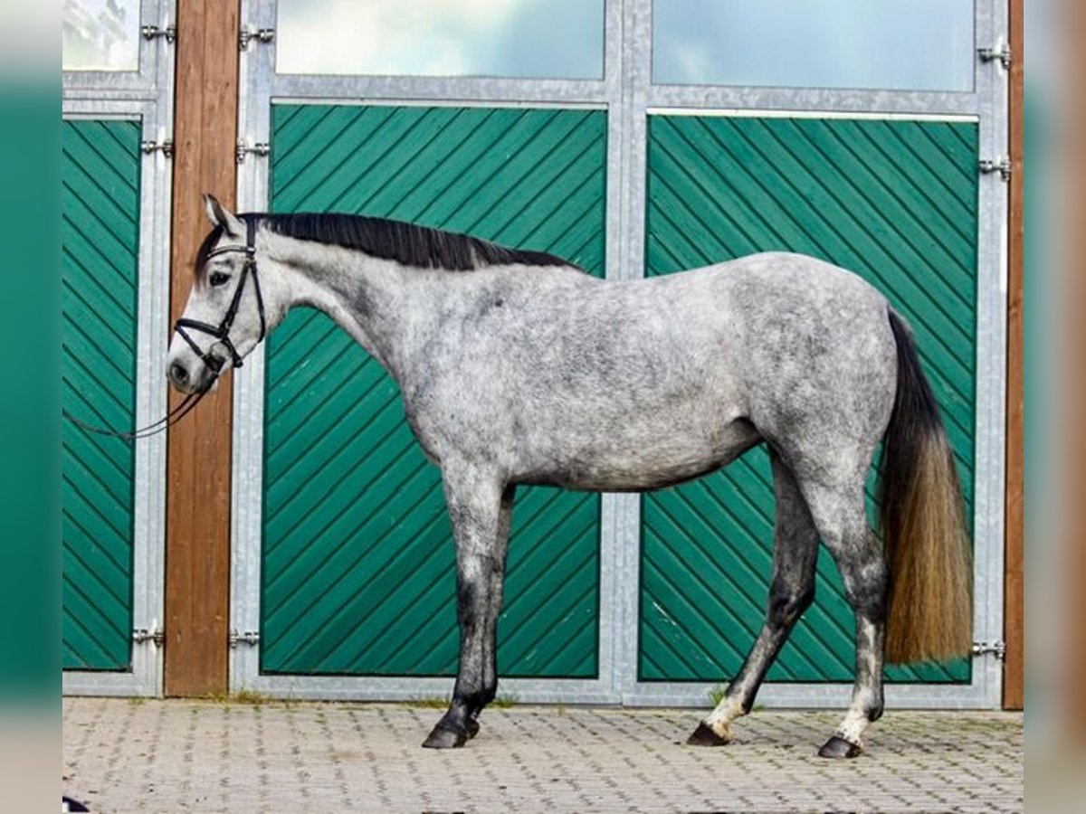 Hannoveraner Stute 4 Jahre 160 cm Schimmel in Tespe