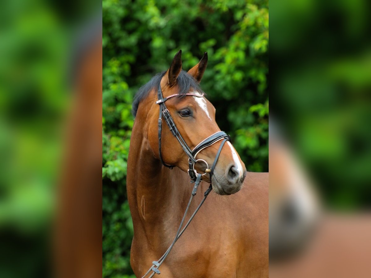 Hannoveraner Stute 4 Jahre 161 cm Dunkelbrauner in Wartenberg
