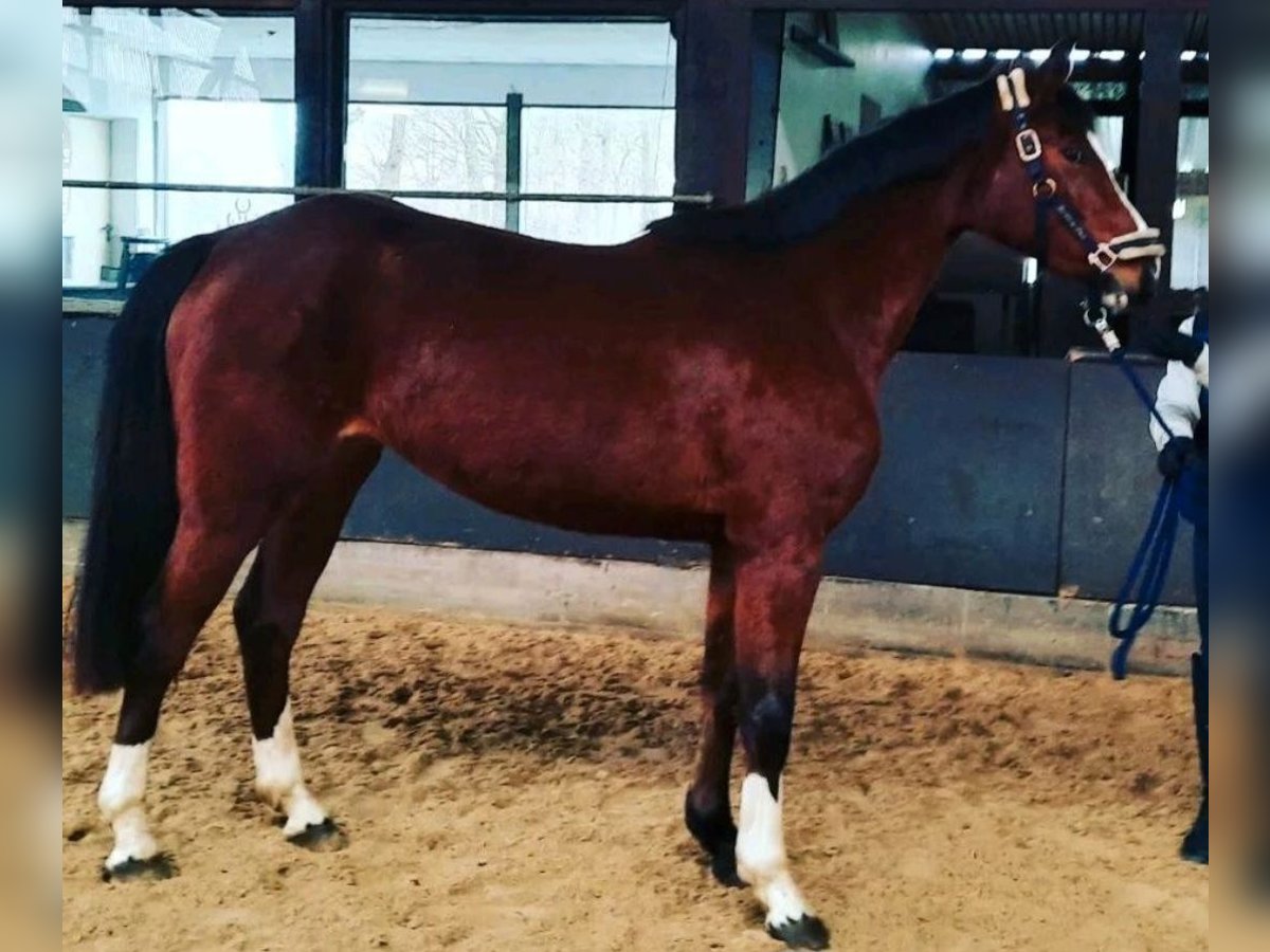 Hannoveraner Stute 4 Jahre 162 cm Brauner in Sittensen