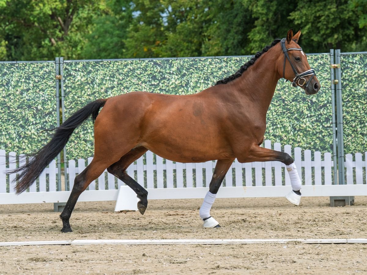 Hannoveraner Stute 4 Jahre 163 cm Brauner in M&#xFC;nster-Handorf