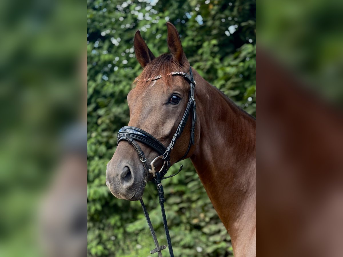 Hannoveraner Stute 4 Jahre 163 cm Dunkelfuchs in Emmerich