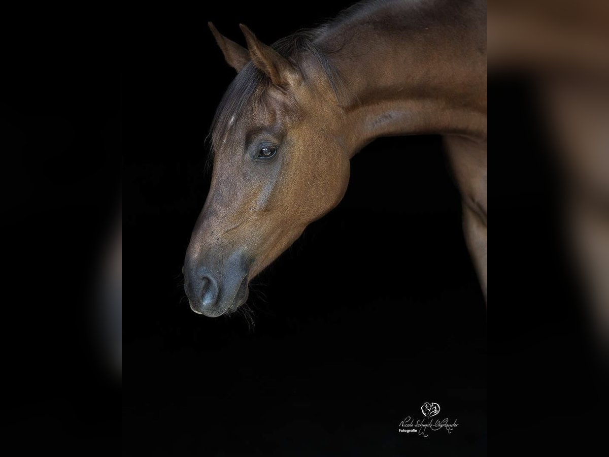 Hannoveraner Stute 4 Jahre 163 cm Dunkelfuchs in Esterwegen