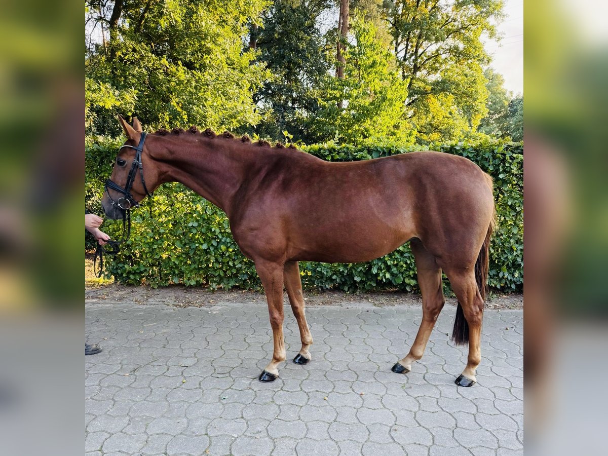 Hannoveraner Stute 4 Jahre 163 cm Fuchs in Nienburg (Weser)