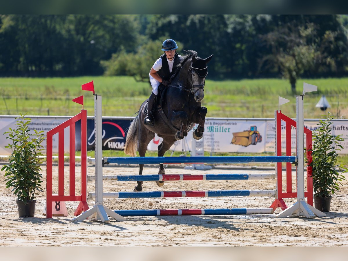 Hannoveraner Stute 4 Jahre 163 cm Schimmel in Fronhausen