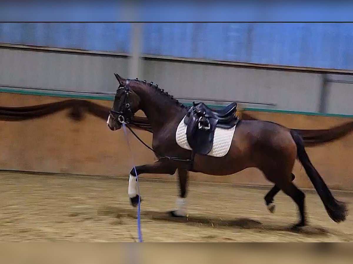 Hannoveraner Stute 4 Jahre 164 cm Brauner in Brackenheim