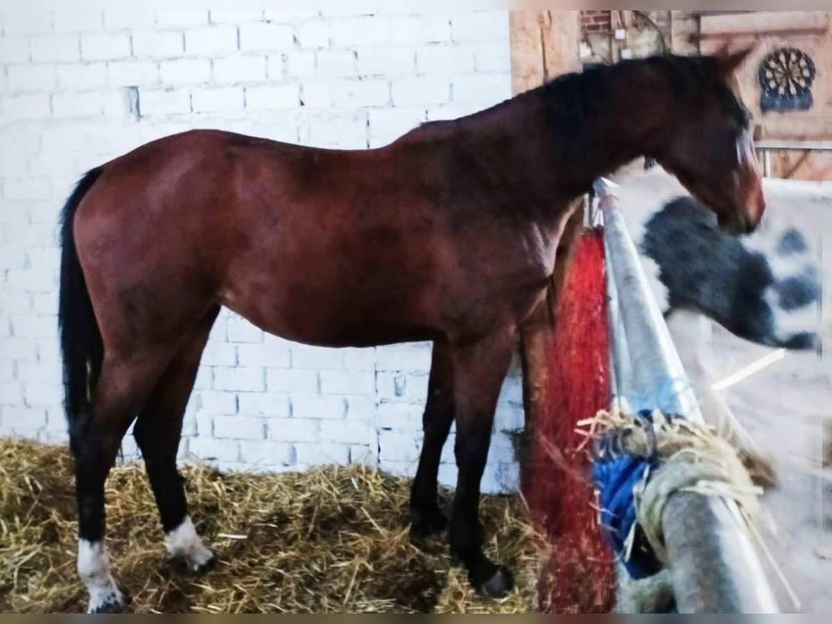 Hannoveraner Stute 4 Jahre 164 cm Brauner in Westerholt