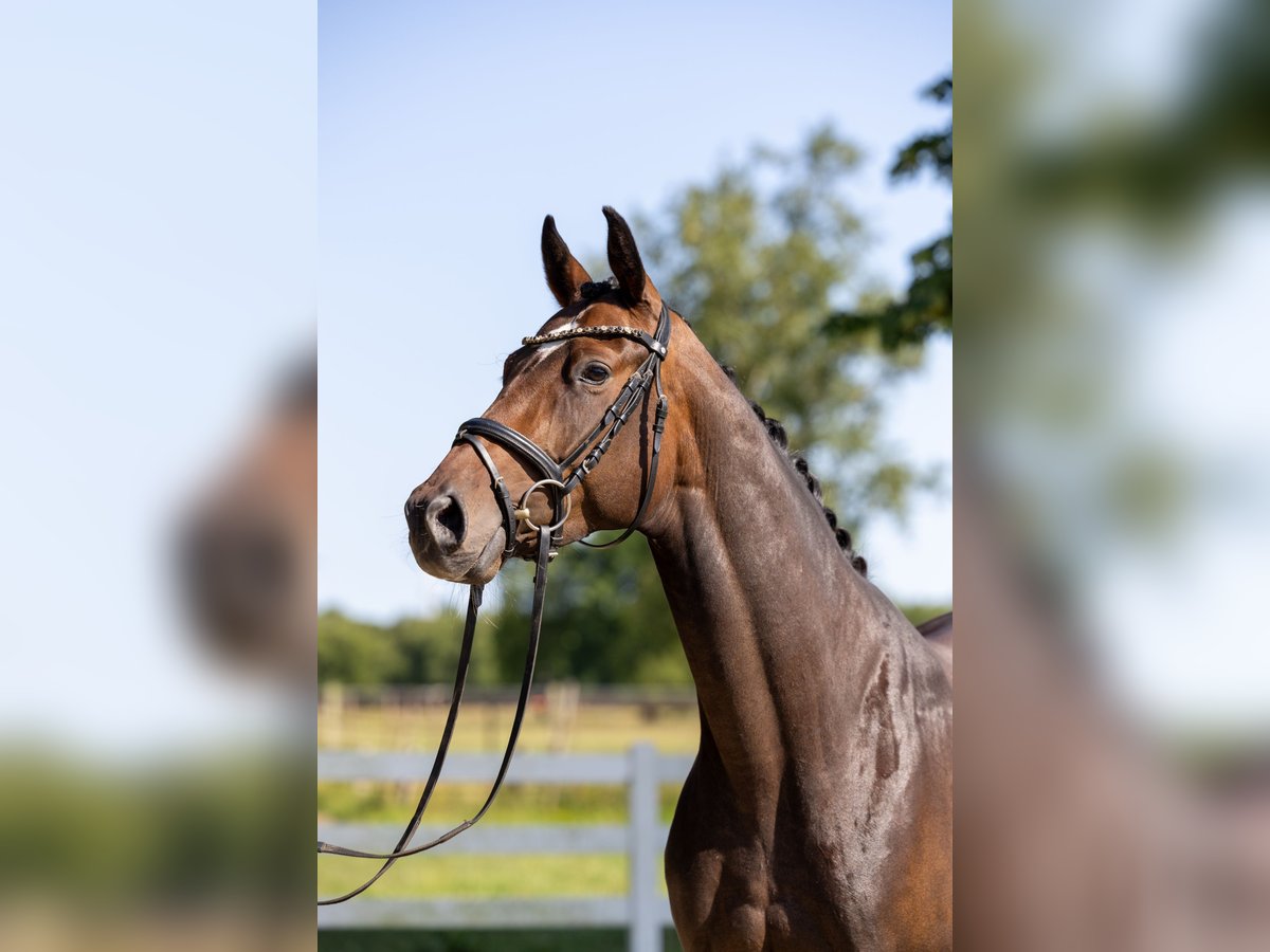 Hannoveraner Stute 4 Jahre 164 cm Dunkelbrauner in Bassum