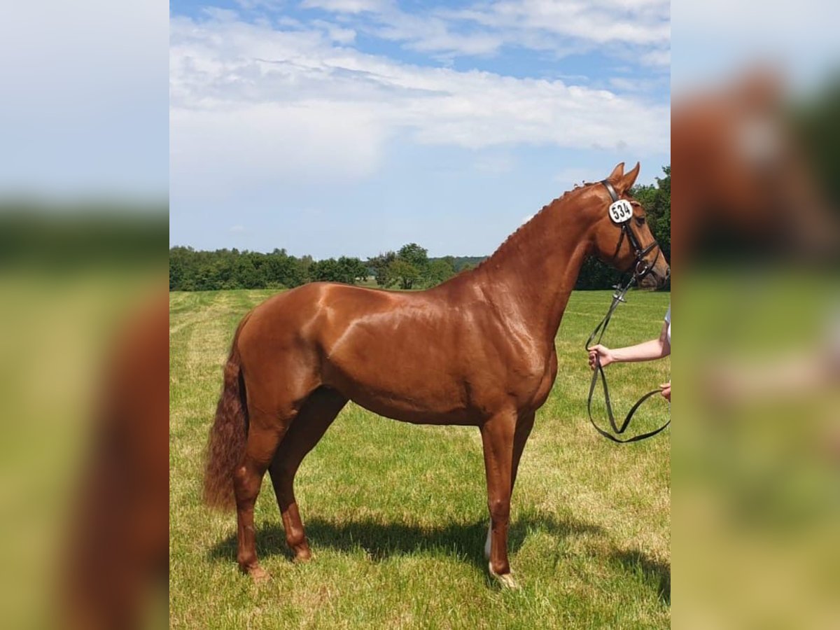 Hannoveraner Stute 4 Jahre 164 cm Fuchs in Hechthausen