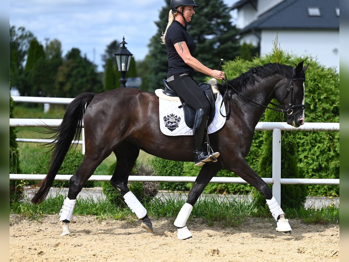 Hannoveraner Stute 4 Jahre 164 cm Rappe in Wysin