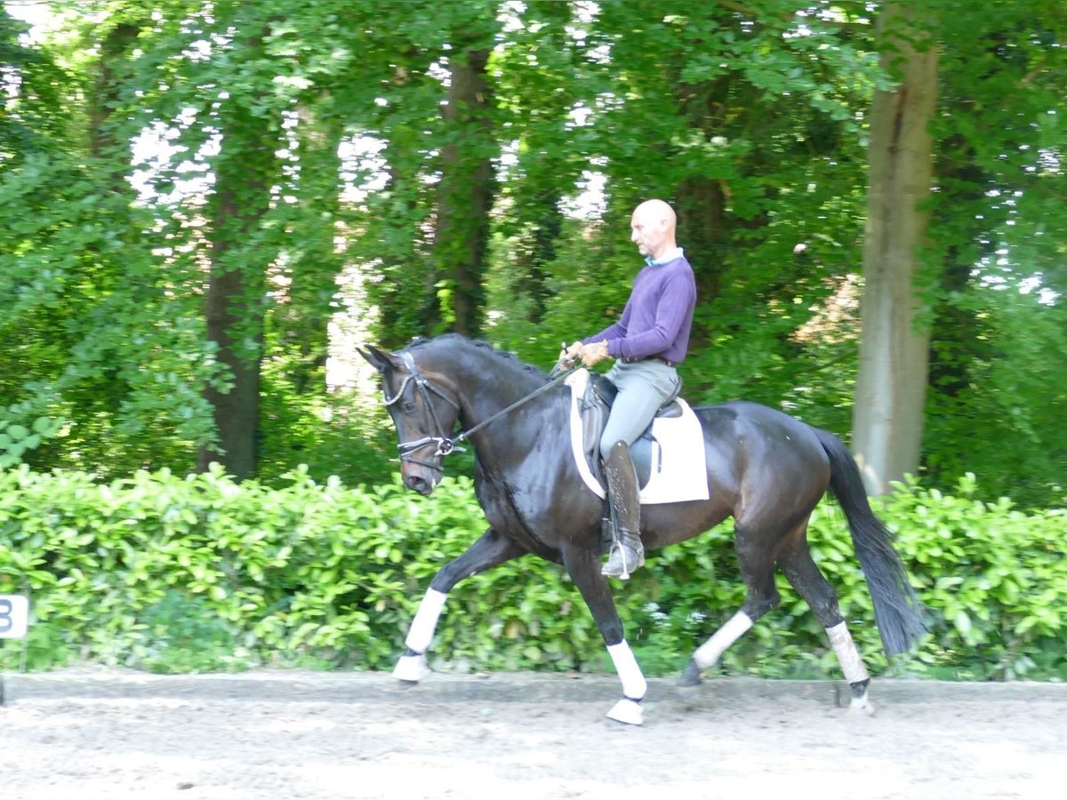 Hannoveraner Stute 4 Jahre 164 cm Schwarzbrauner in Hemslingen
