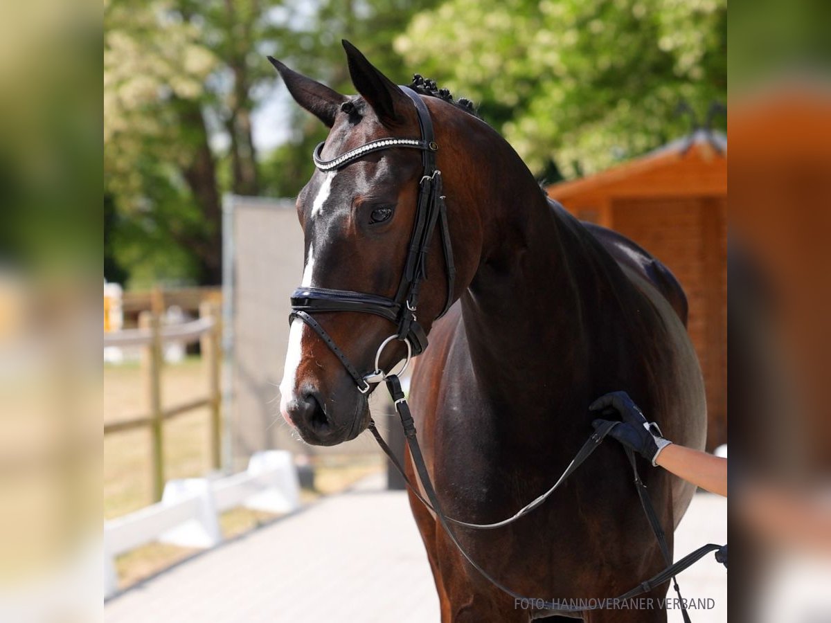 Hannoveraner Stute 4 Jahre 165 cm Brauner in Verden