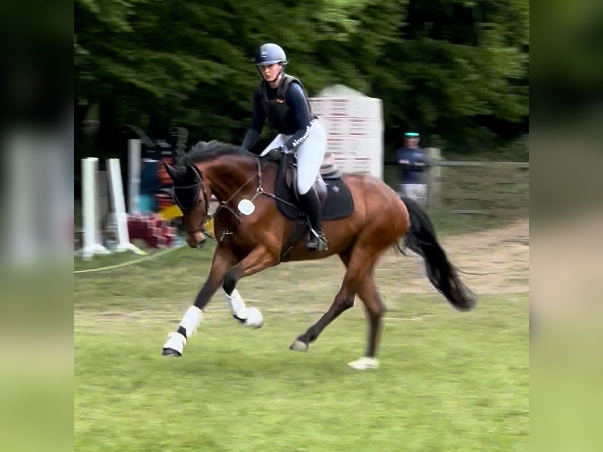 Hannoveraner Stute 4 Jahre 165 cm Brauner in Preetz