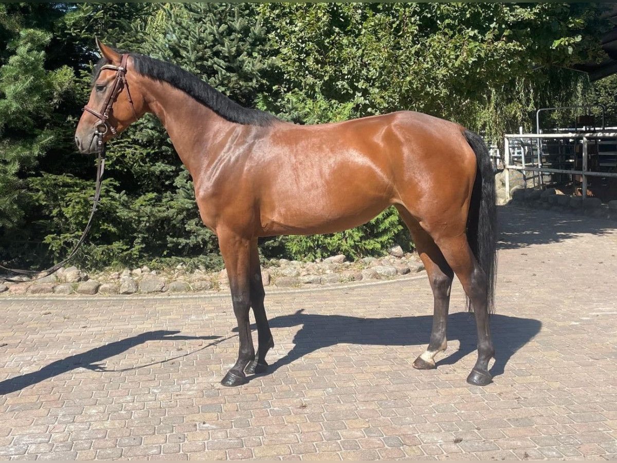 Hannoveraner Stute 4 Jahre 165 cm Brauner in Paruszka