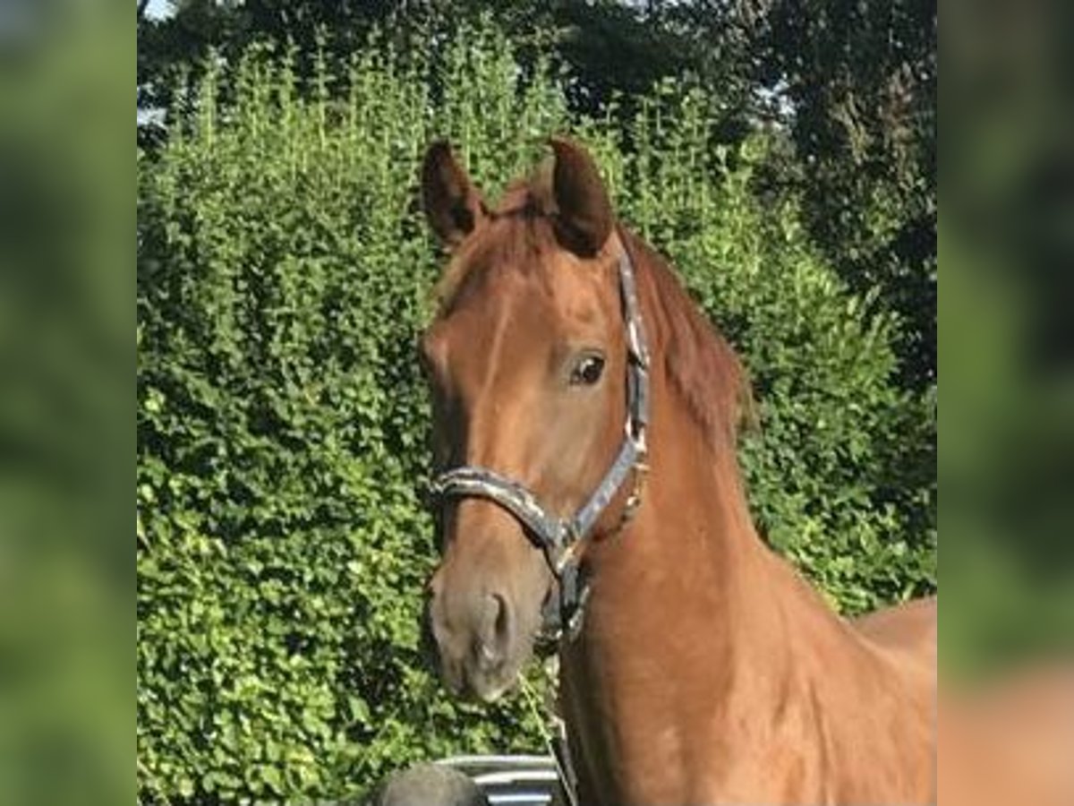 Hannoveraner Stute 4 Jahre 165 cm Dunkelfuchs in Aachen