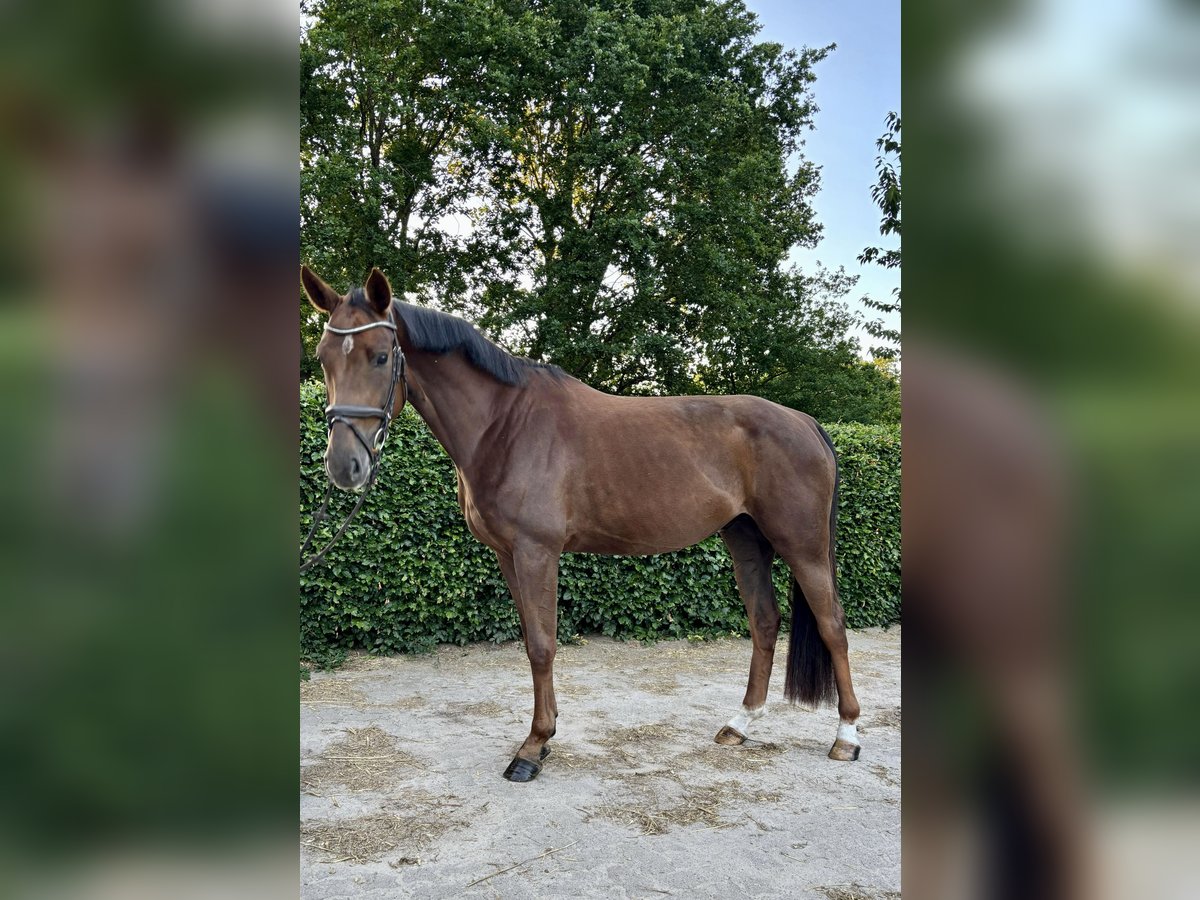 Hannoveraner Stute 4 Jahre 165 cm Dunkelfuchs in Scharmbeck