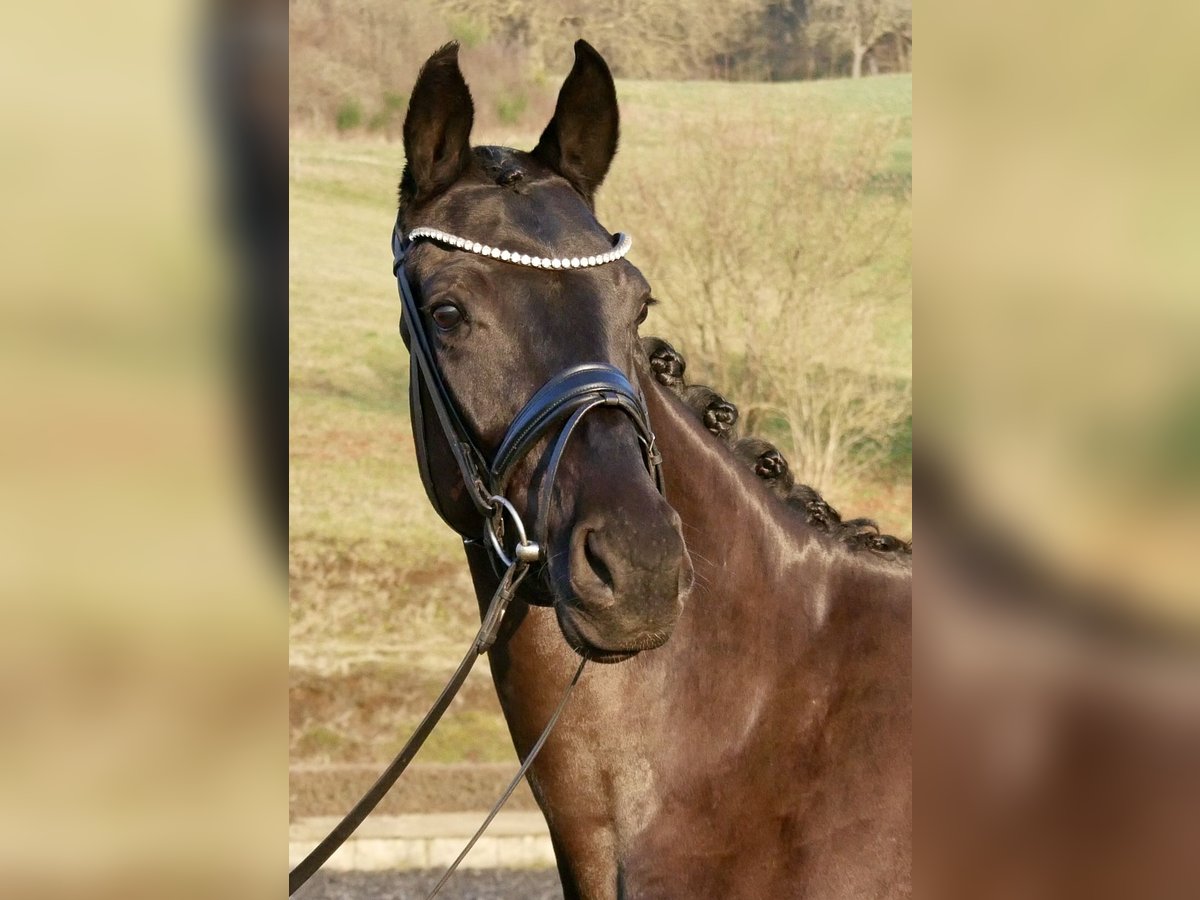 Hannoveraner Stute 4 Jahre 165 cm Rappe in Niederkirchen