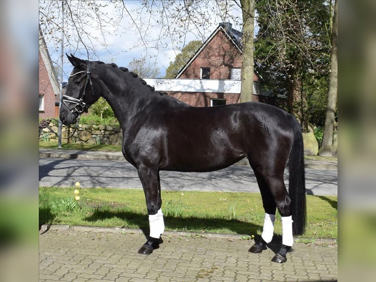 Hannoveraner Stute 4 Jahre 165 cm Rappe in Fredenbeck