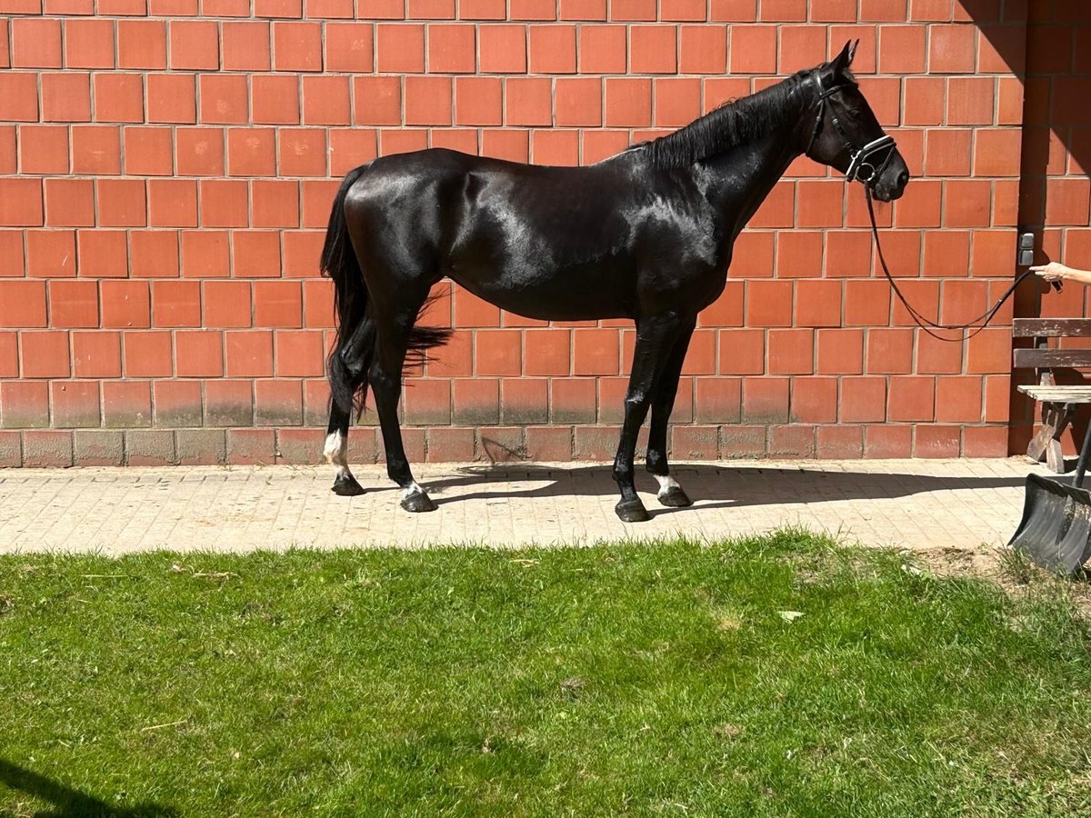 Hannoveraner Stute 4 Jahre 165 cm Schwarzbrauner in Hechthausen