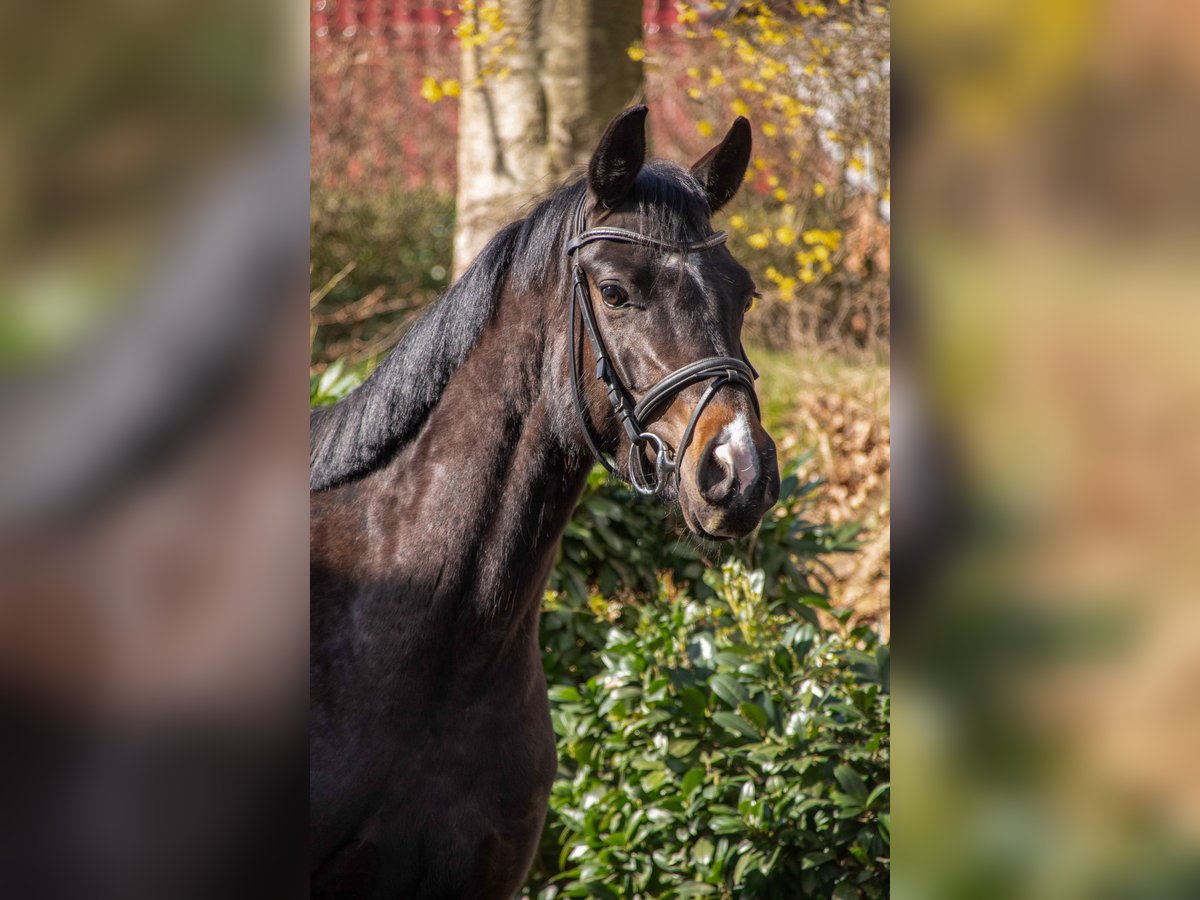 Hannoveraner Stute 4 Jahre 166 cm Dunkelbrauner in Hanerau-Hademarschen