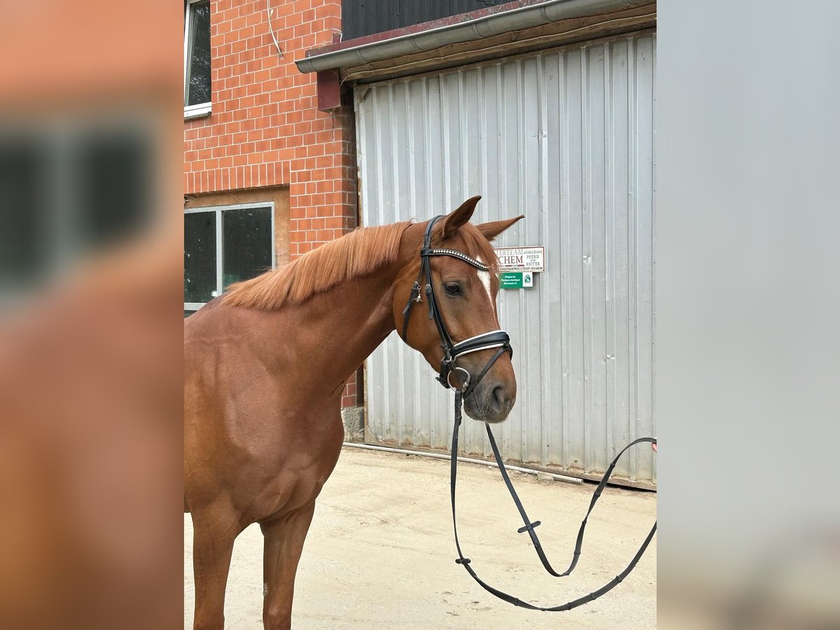 Hannoveraner Stute 4 Jahre 166 cm Fuchs in D&#xFC;sseldorf