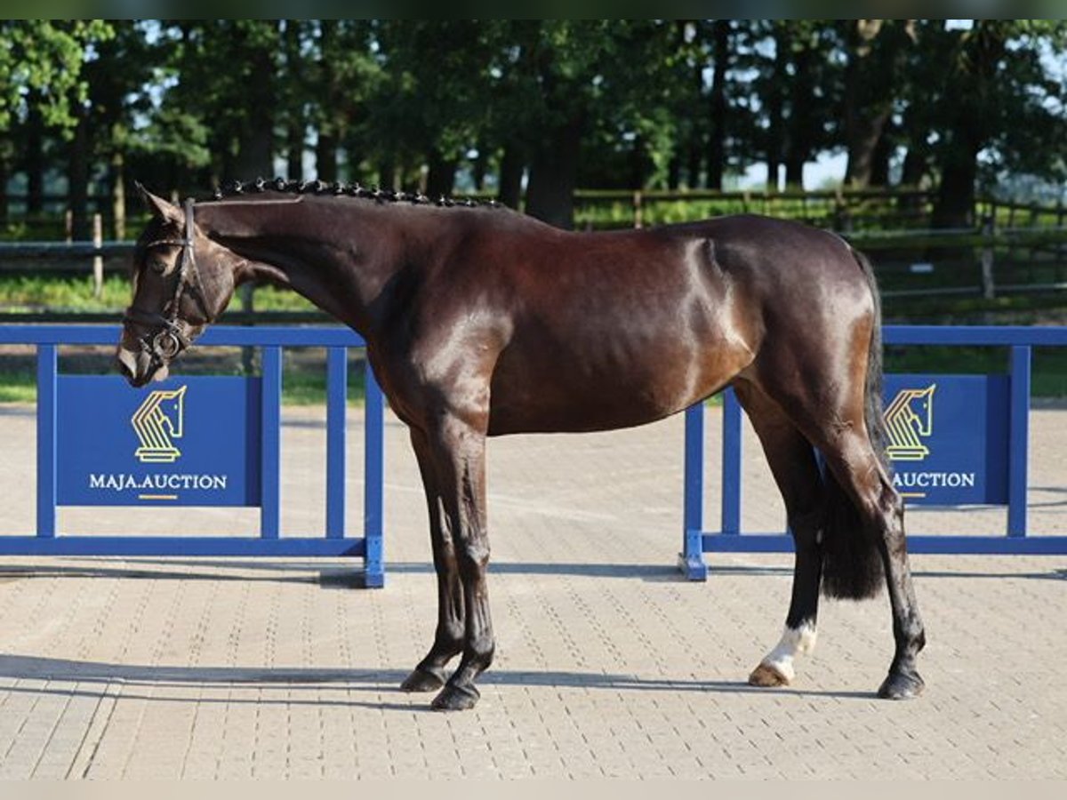 Hannoveraner Stute 4 Jahre 166 cm Schwarzbrauner in Diepholz