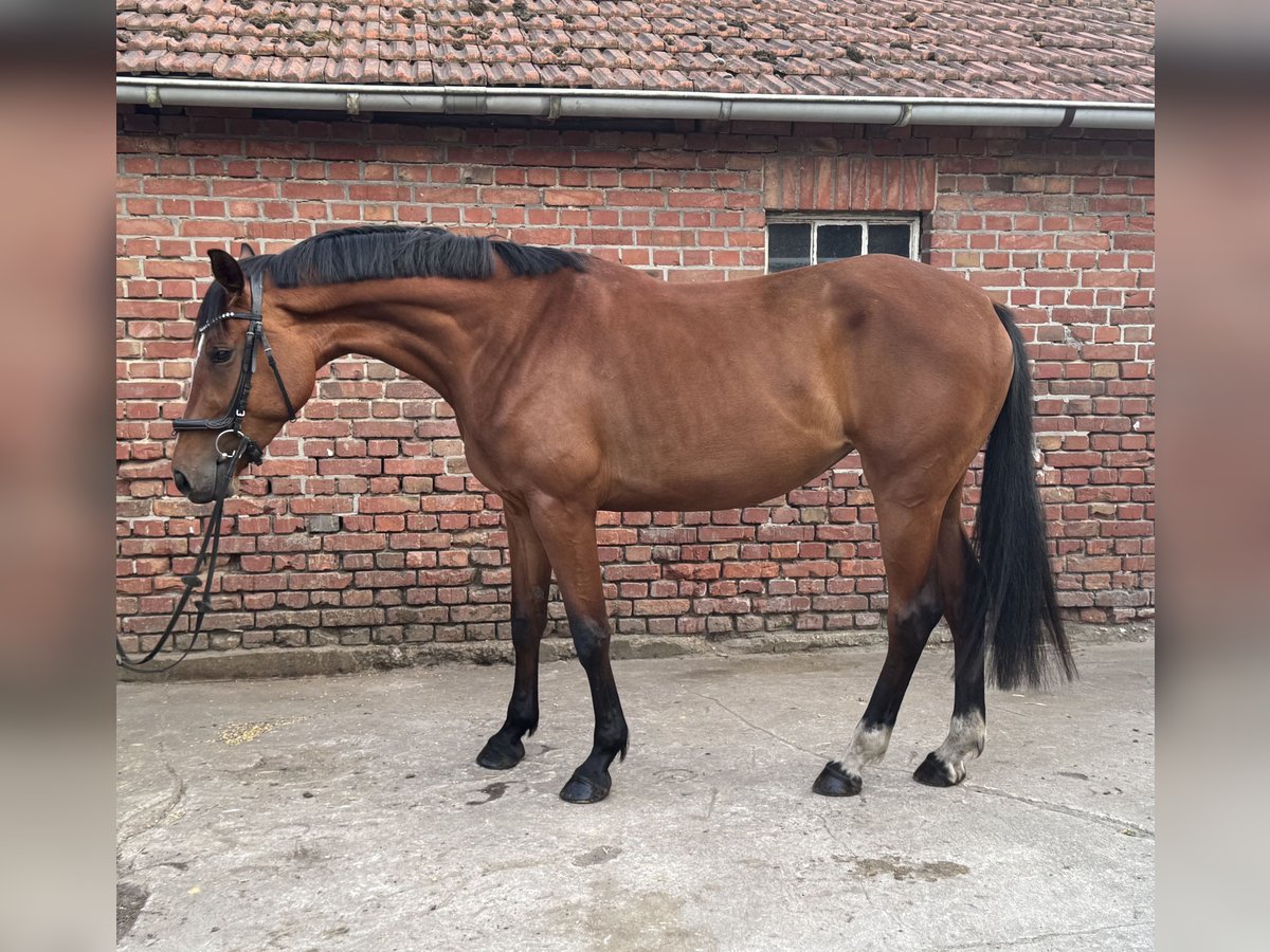 Hannoveraner Stute 4 Jahre 167 cm Brauner in Dorsten