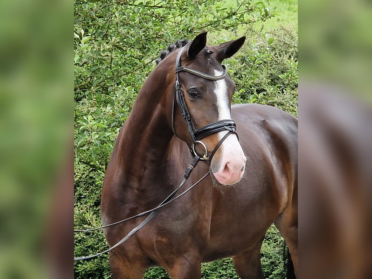 Hannoveraner Stute 4 Jahre 167 cm Brauner in Ostercappeln