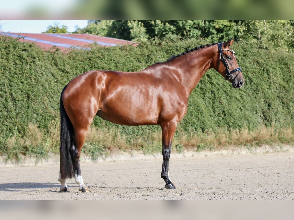 Hannoveraner, Stute in Blumenthal