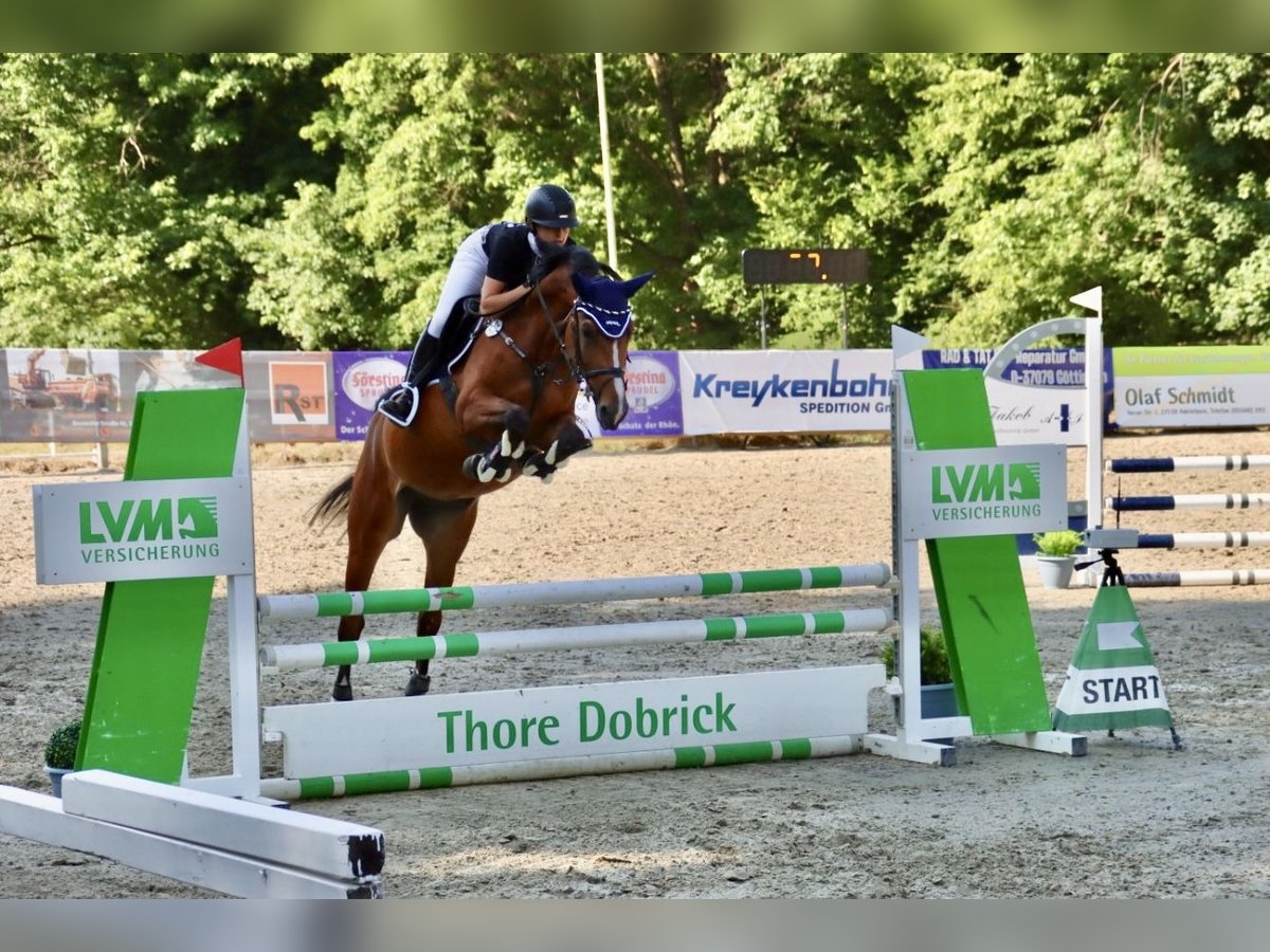 Hannoveraner Stute 4 Jahre 167 cm Brauner in Northeim