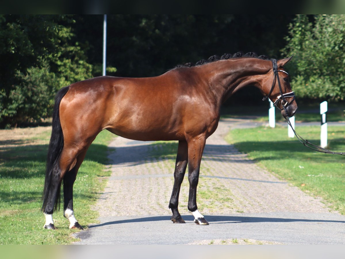 Hannoveraner Stute 4 Jahre 167 cm Dunkelbrauner in Deinstedt