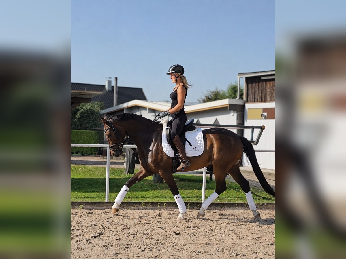 Hannoveraner, Stute in Kempen