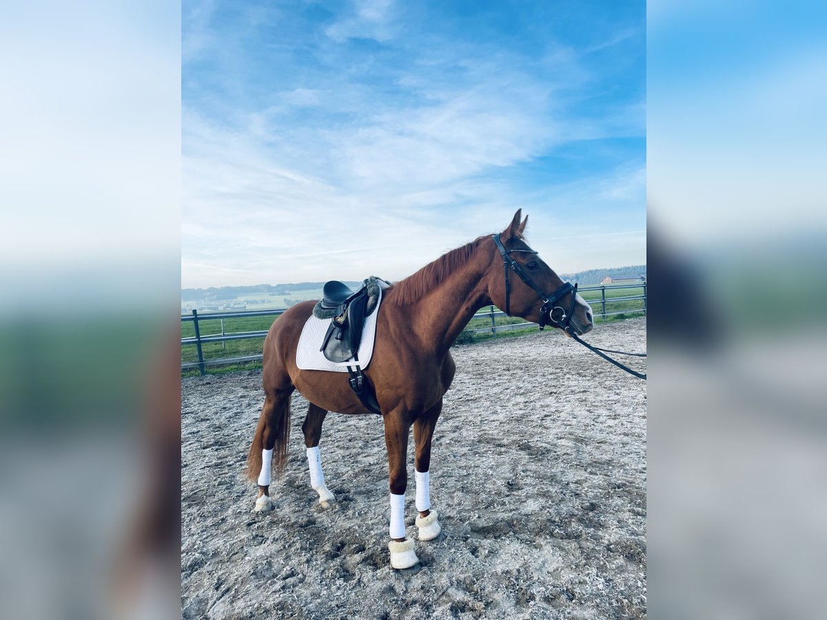 Hannoveraner Stute 4 Jahre 167 cm Fuchs in Angern