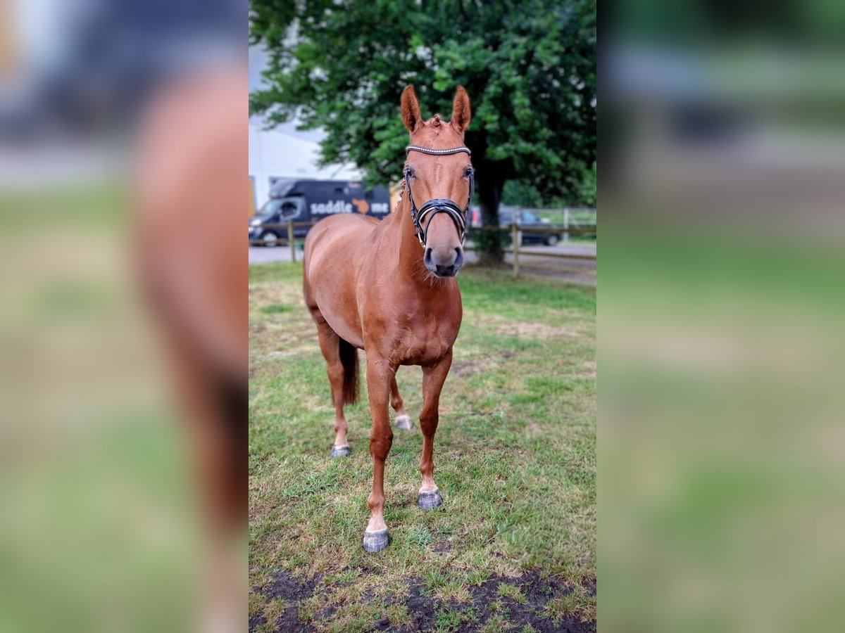 Hannoveraner Stute 4 Jahre 167 cm Fuchs in Kirchlinteln