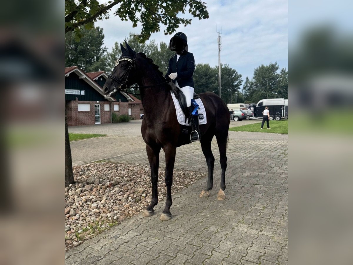 Hannoveraner Stute 4 Jahre 167 cm Rappe in Wagenfeld