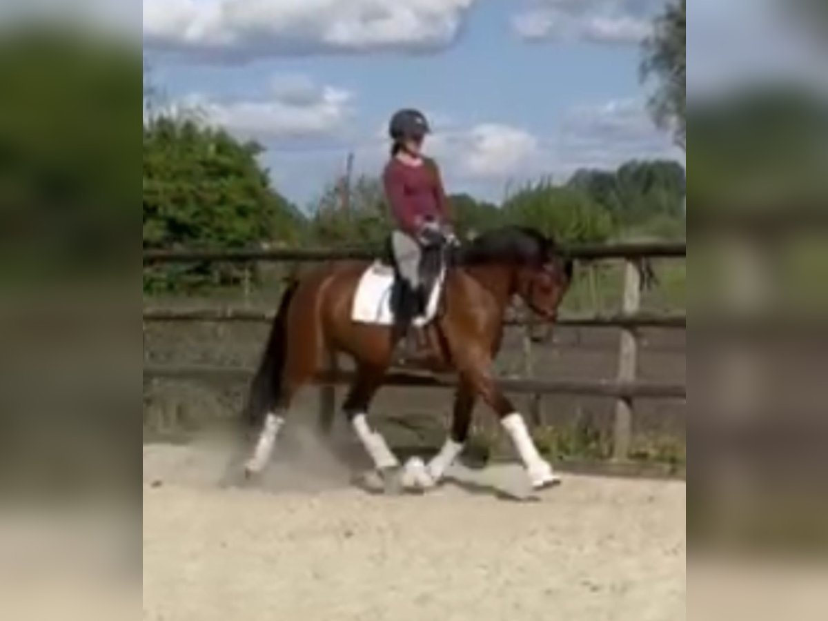 Hannoveraner Stute 4 Jahre 168 cm Brauner in Hamm