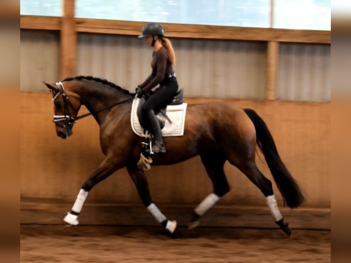 Hannoveraner Stute 4 Jahre 168 cm Brauner in Fredenbeck